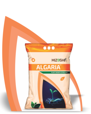 https://mizushi.in/new/wp-content/uploads/2021/11/ALGARIA-2-300x375.png