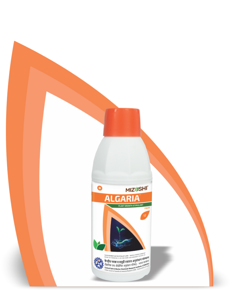 ALGARIA BOTTLE