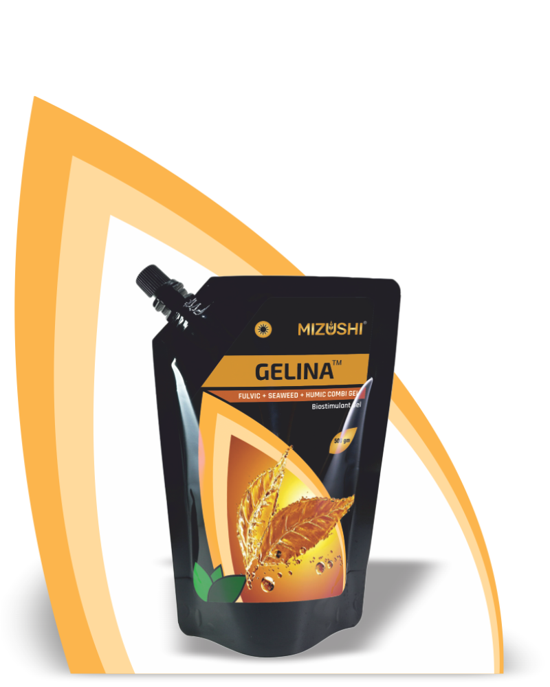 GELINA