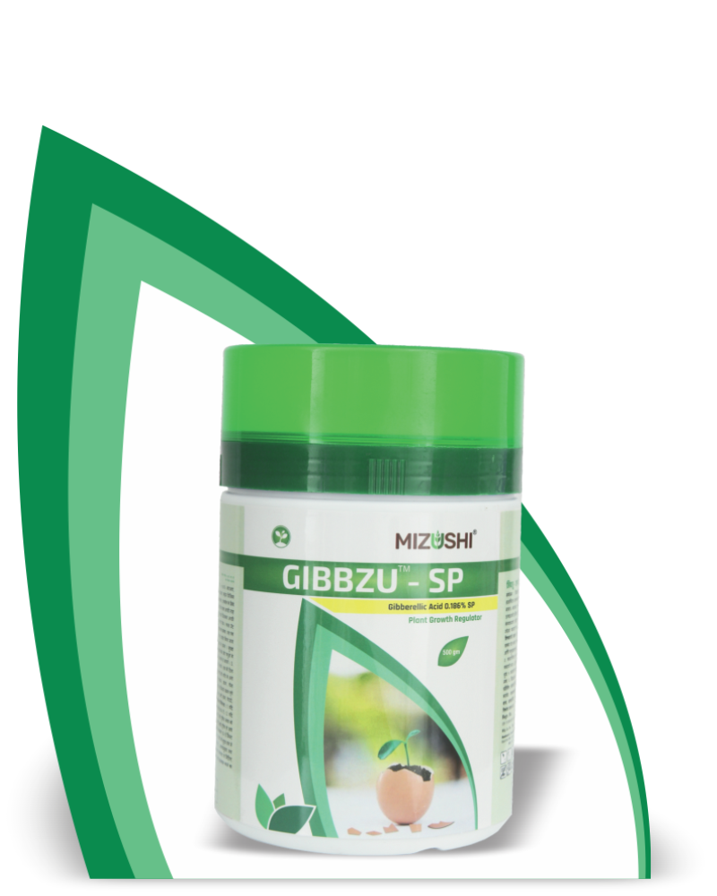 GIBBZU SP