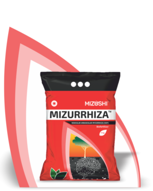 https://mizushi.in/new/wp-content/uploads/2021/11/MIZURRHIZA-1-300x375.png