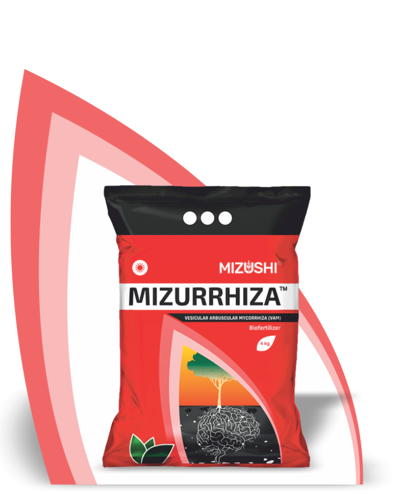 MIZURRHIZA 1