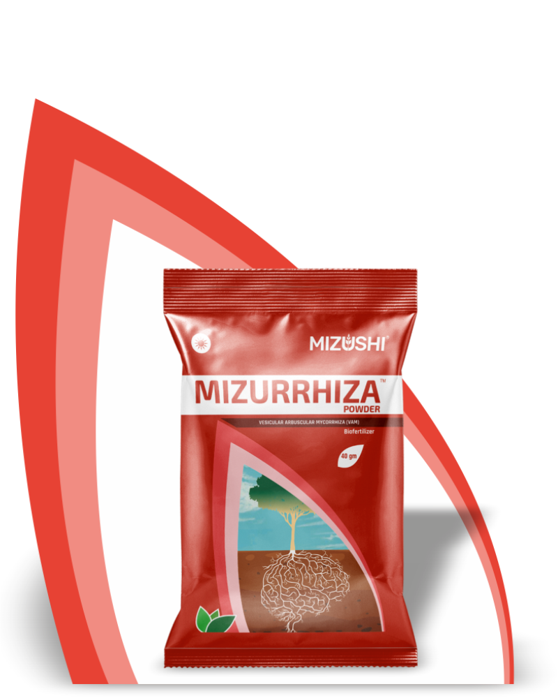 MIZURRHIZA